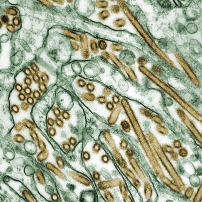 1-h5n1.jpg