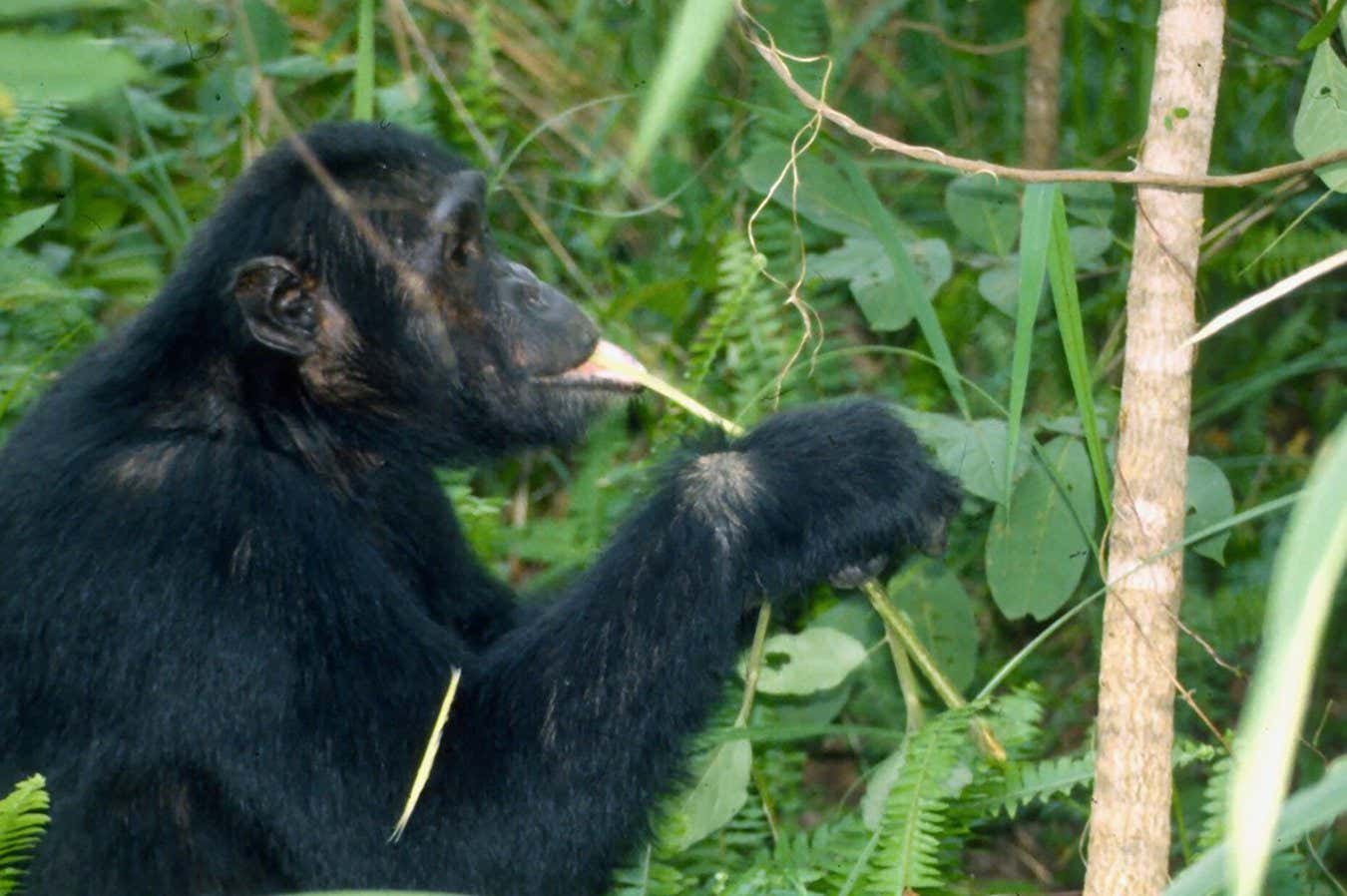 Chimpanzee sucking bitter pith of a medicinal plant to kill worms