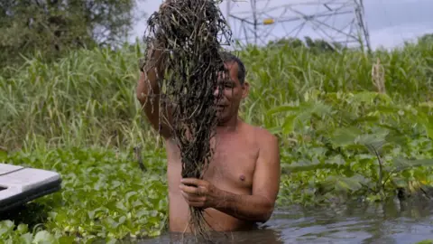 Fisherman standing up to his waist in water, holding up a clump of vegetation covered in dark mud, with green vegetation and the base of an electricity pylon behind him.