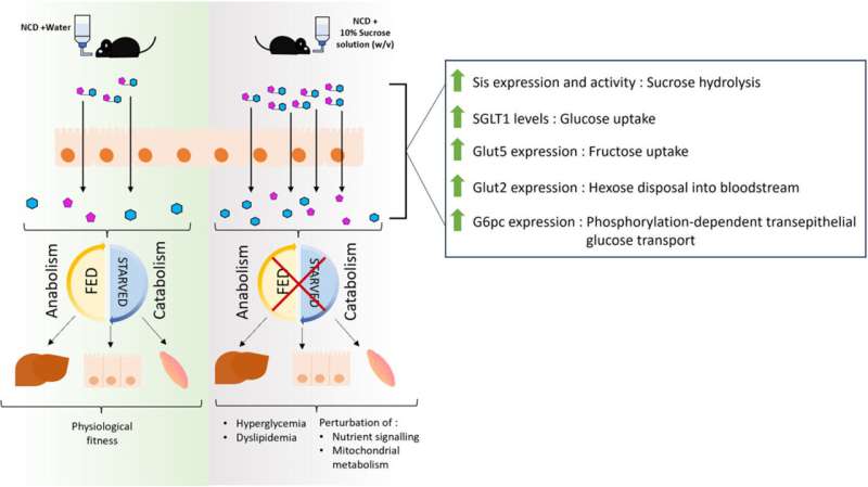 Chronic sucrose consumption in mice reveals organ-specific metabolic disruptions