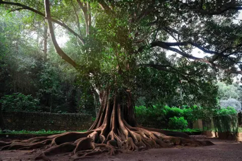 Ana Rute This Moreton Bay Fig tree has a massive, buttressed trunk and an extensive root system spreading across the ground. Its dense canopy of glossy green leaves provides ample shade, while large, sprawling branches extend outward.