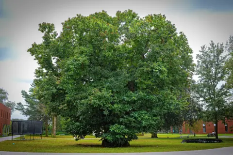 Rudi Debruyne A large Sweet Chestnut with dense, green foliage stands in a landscaped area surrounded by pathways and grass. In the background, modern brick buildings, a trampoline, and a small pond with benches are visible.