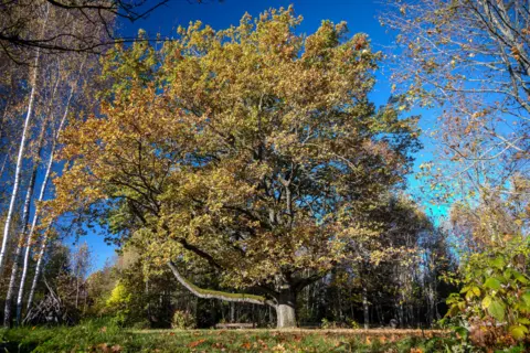 Giedre Svikle A Common Oak stands in an autumn landscape, its branches covered in golden leaves. The tree's broad canopy contrasts with the deep blue sky, while surrounding trees display a mix of seasonal colours.