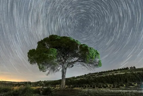 Fran Jara A Stone Pine tree with a broad, umbrella-shaped canopy with dense, dark green foliage. Its sturdy trunk supports sprawling branches, some partially bare. The tree stands against a dramatic night sky time-lapse filled with swirling star trails.