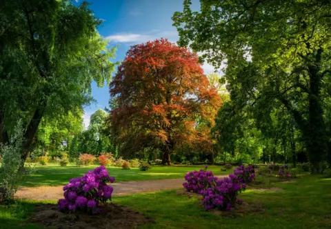 Marcin_Kopij A majestic Common Beech tree stands in a lush park, its leaves displaying a striking mix of red and orange hues. Clusters of purple rhododendrons add bursts of colour to the foreground and a peaceful path wind through the park.