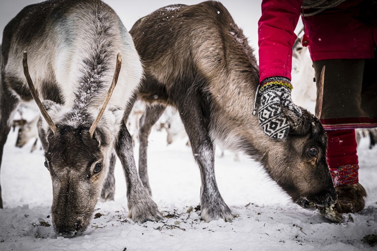 Two reindeers stand in the snow while a hand reaches down to stroke the ears of one of them