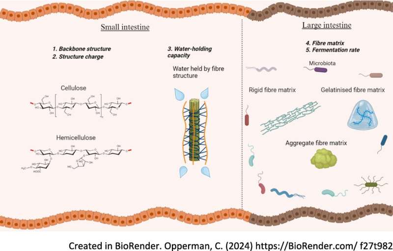 Scientists call for targeted fiber diets to boost health