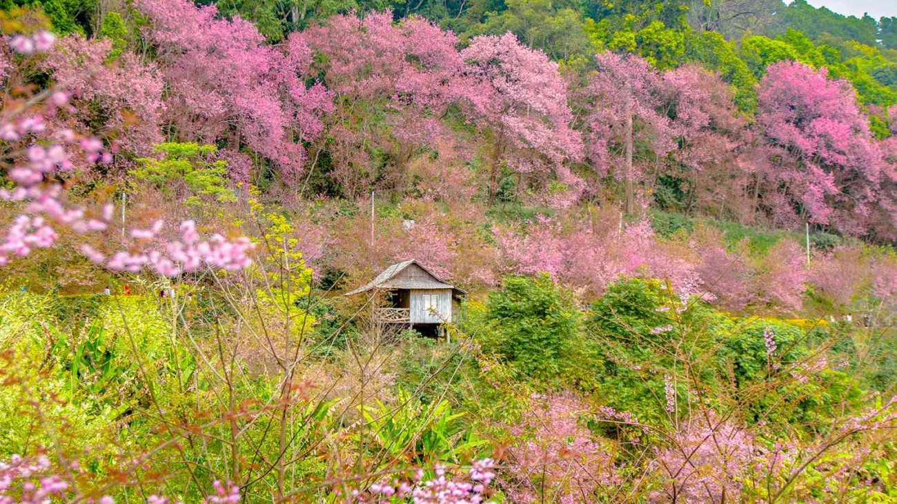 TAL-cherry-blossoms-chiang-mai-thailand-CHIANGMAIBLSMS0325-2e7bc6a6c6c240df92b5dc70d39928b9.jpg