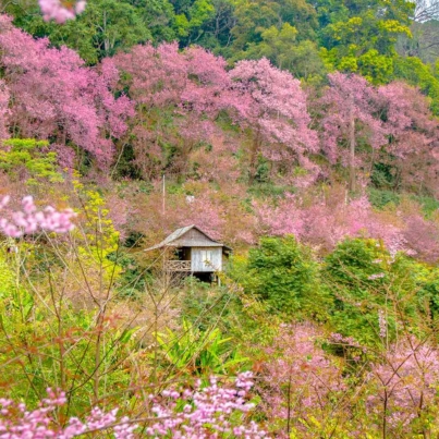 TAL-cherry-blossoms-chiang-mai-thailand-CHIANGMAIBLSMS0325-2e7bc6a6c6c240df92b5dc70d39928b9.jpg