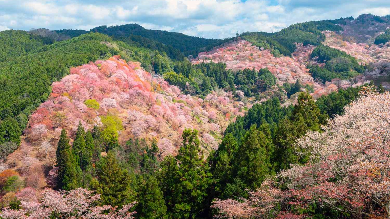 TAL-cherry-blossoms-mount-yoshinoyama-japan-CHERRYBLSMMT0325-b7ef7611f714448785c7fac1902bb6c6.jpg