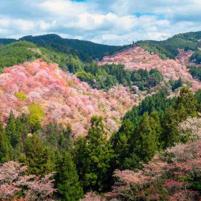 TAL-cherry-blossoms-mount-yoshinoyama-japan-CHERRYBLSMMT0325-b7ef7611f714448785c7fac1902bb6c6.jpg