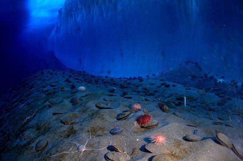 sea floor