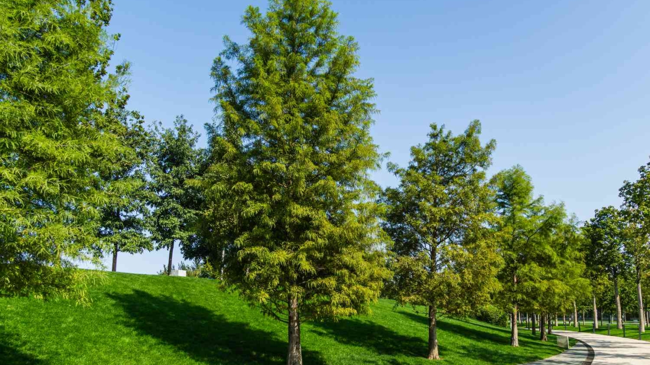 fast-growing-shade-trees-bald-cypress-getty-0623-6563cac00be744d390a75003f91aa466.jpg