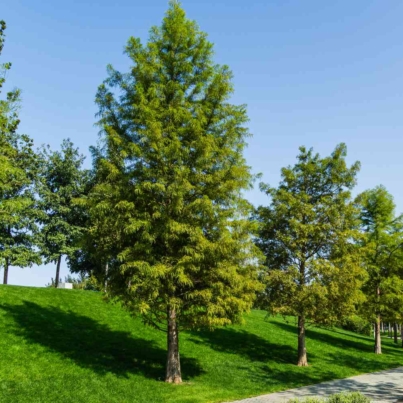 fast-growing-shade-trees-bald-cypress-getty-0623-6563cac00be744d390a75003f91aa466.jpg