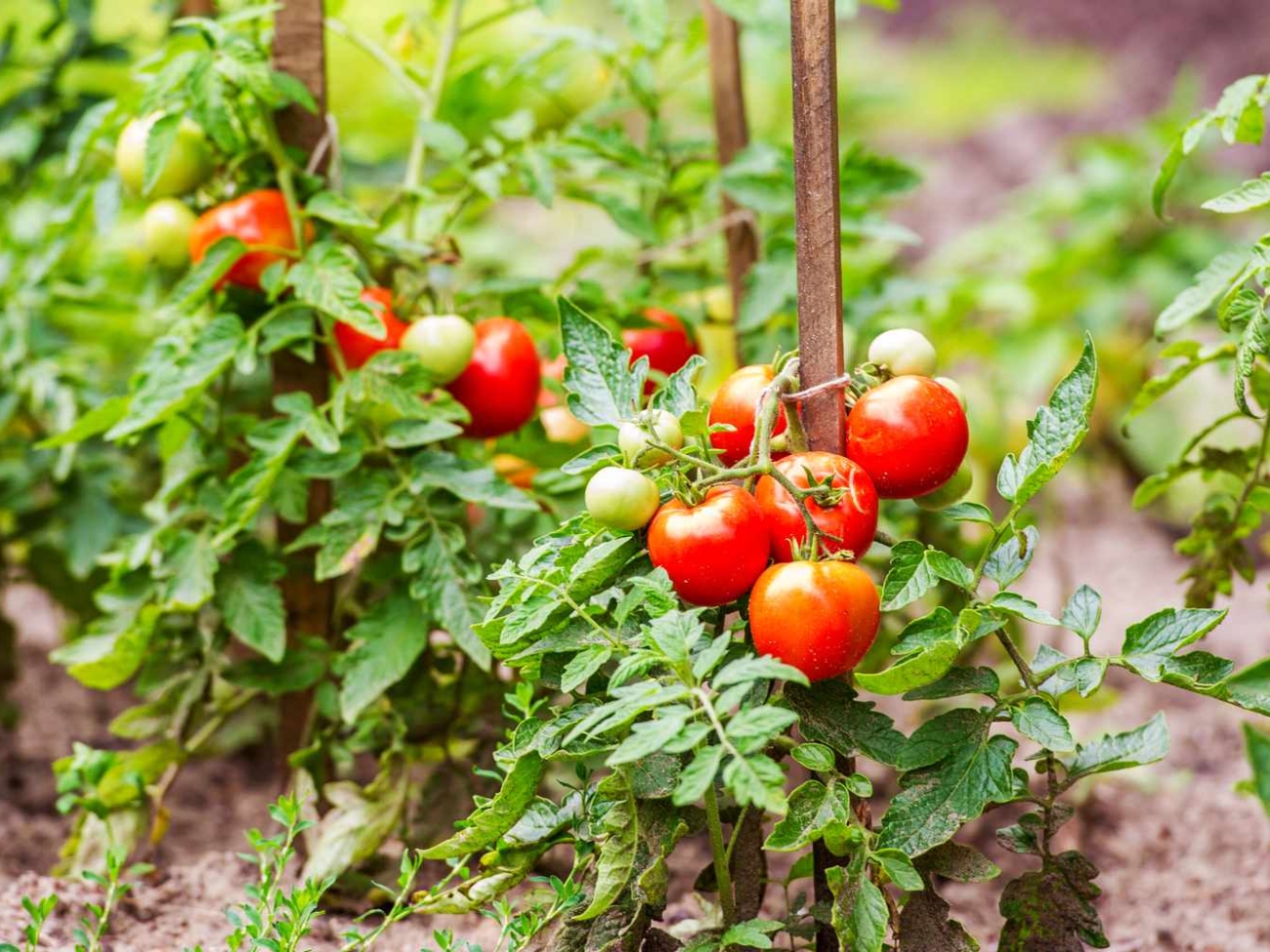 how-far-plant-tomato-plants-in-garden-getty-0623-2c55eb0c17ce4ac0ad3b18808230ebe2.jpg