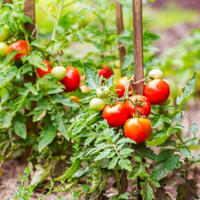 how-far-plant-tomato-plants-in-garden-getty-0623-2c55eb0c17ce4ac0ad3b18808230ebe2.jpg