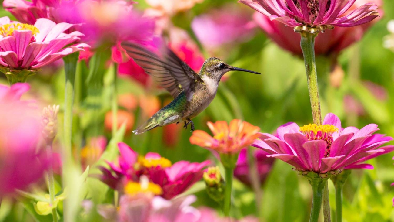 hummingbird-pink-flowers-7d34ca73f9954da086fa9734474dff82.jpg