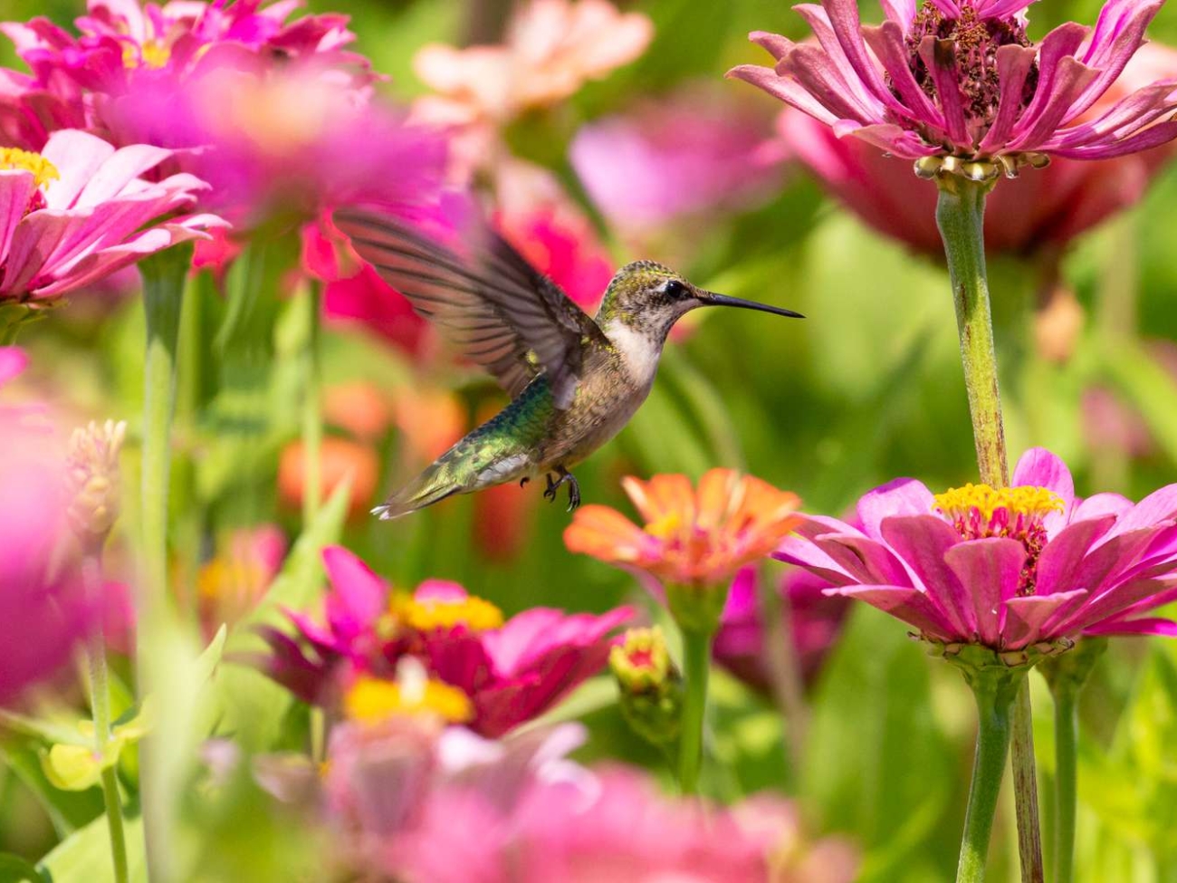 hummingbird-pink-flowers-7d34ca73f9954da086fa9734474dff82.jpg