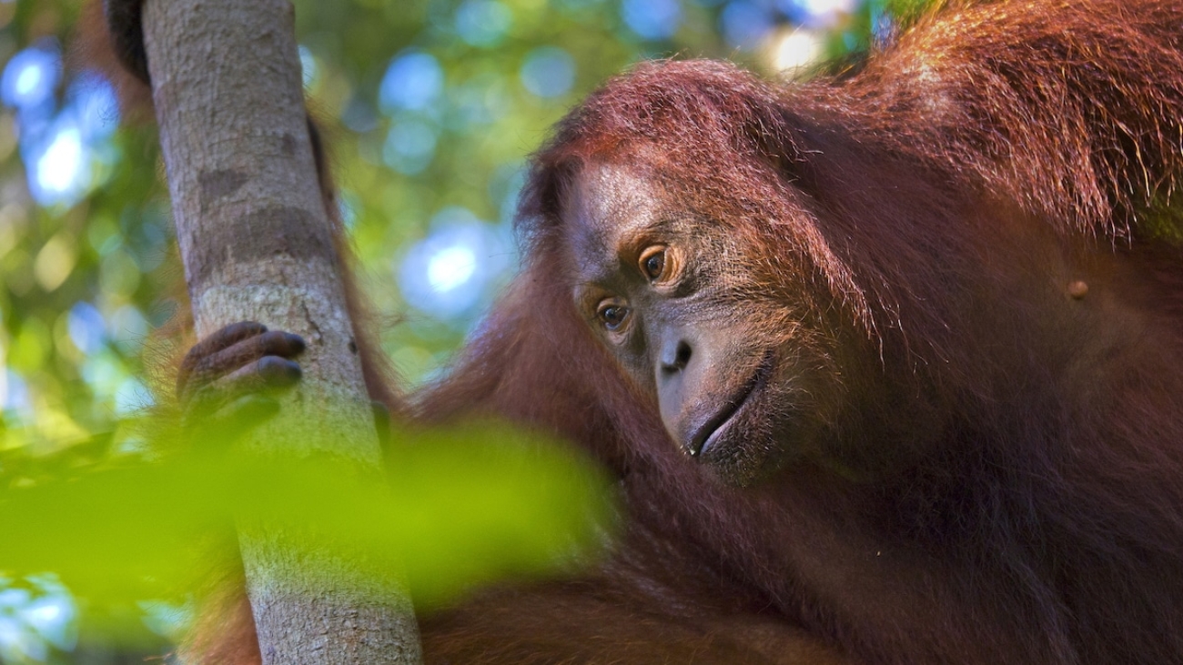 orangutan-in-tree.jpg