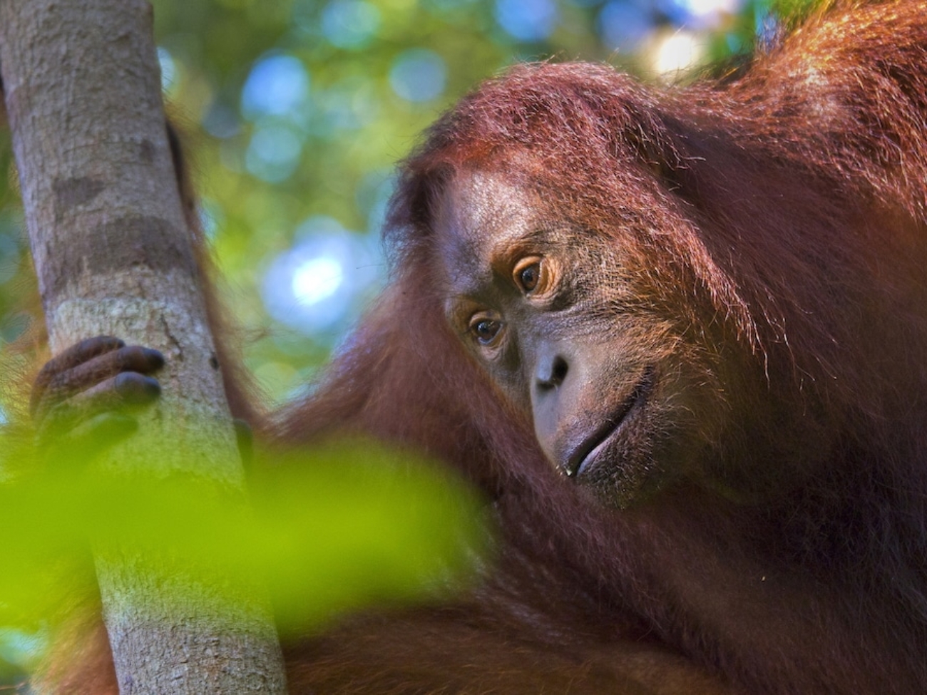 orangutan-in-tree.jpg