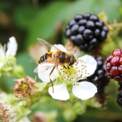 uk-farm-bee.jpeg